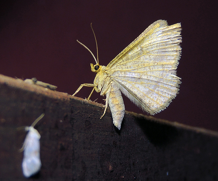 Isturgia arenacearia Geometridae